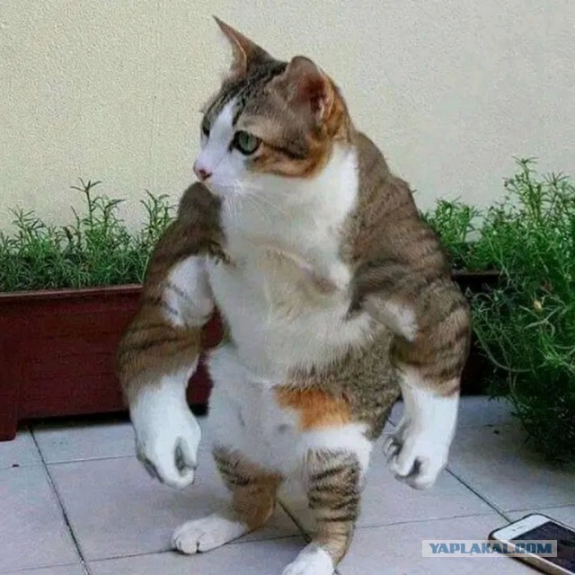 Хвост
