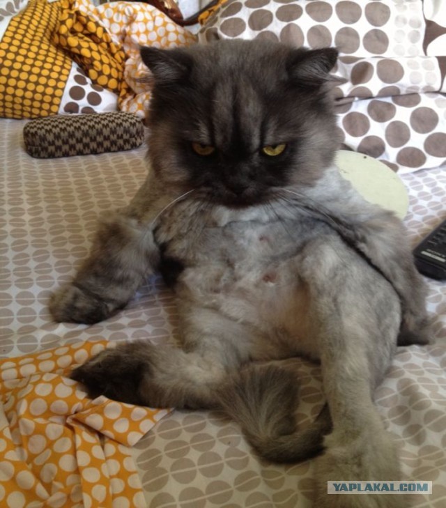 Котовторник 17.09.2013
