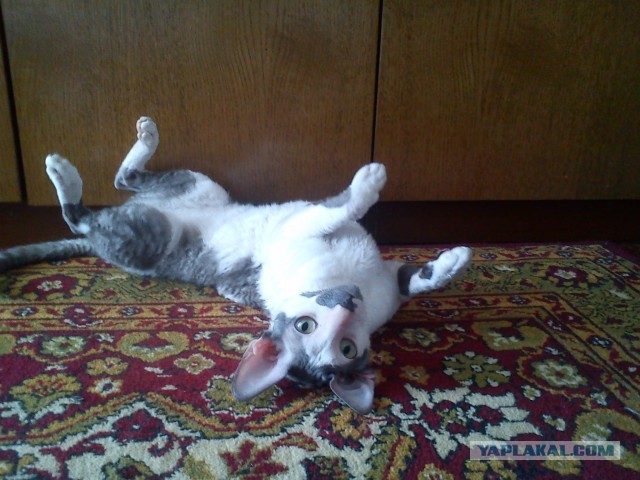 Котовторник 17.09.2013