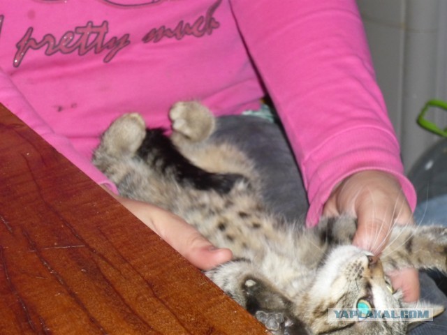 Котовторник 8.10.2013