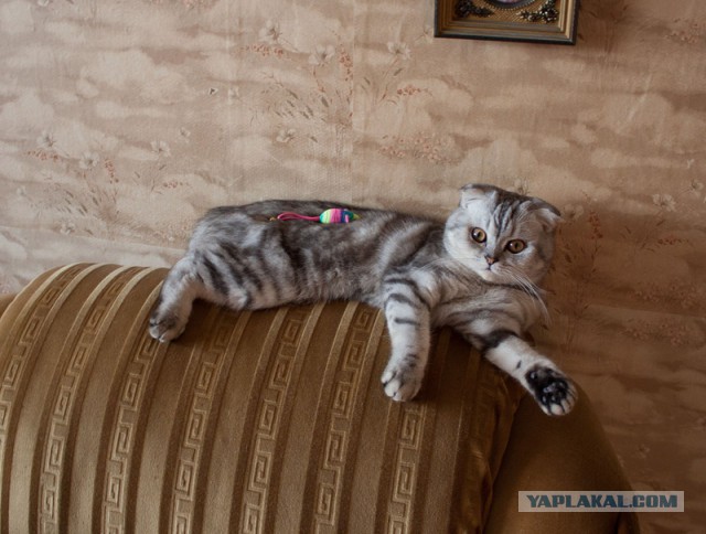 Котовторник 04.03.2014