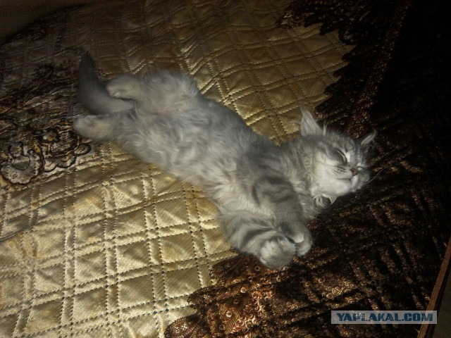 Котовторник 01.04.2014