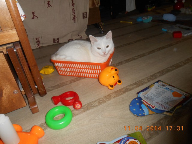 Котовторник 22.04.2014