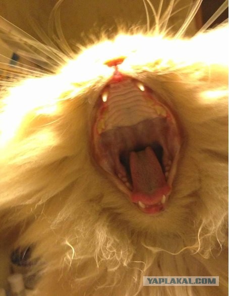 А у тебя есть фото твоей зевающей котейки ?