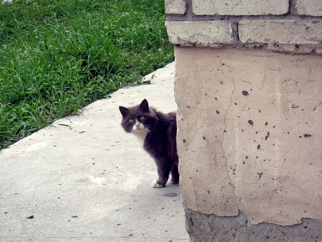 Котовторник 19.08.2014