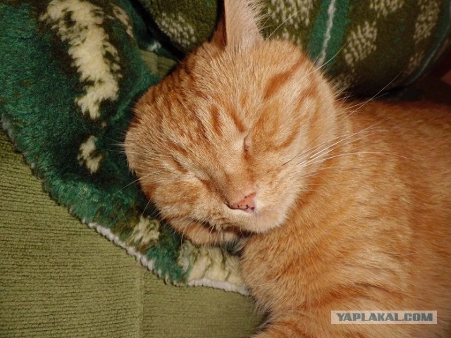 Котовторник 02.09.2014