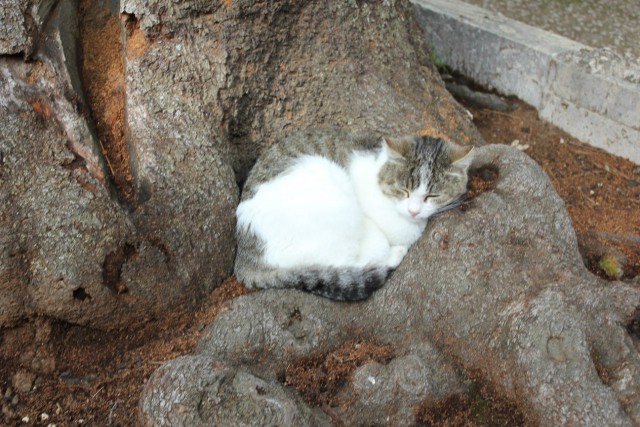 Котовторник 21.10.2014