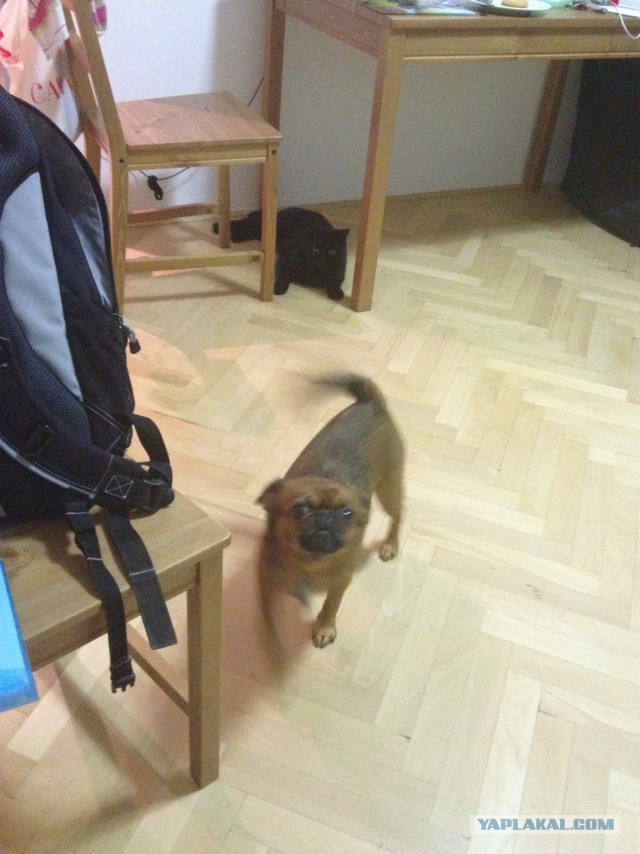 Котовторник 23.12.2014
