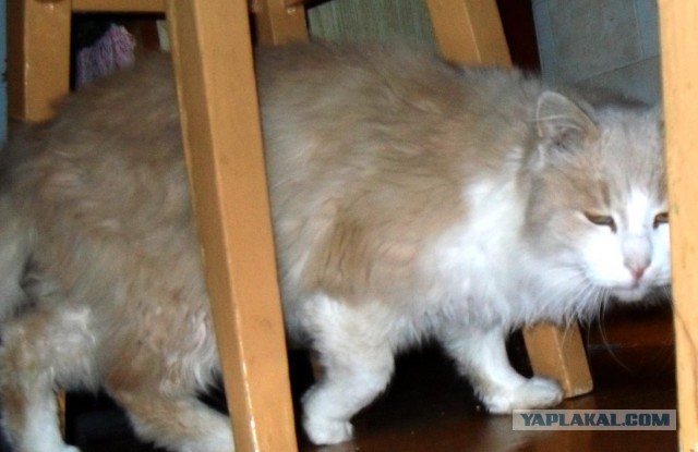 Котовторник 30.12.2014