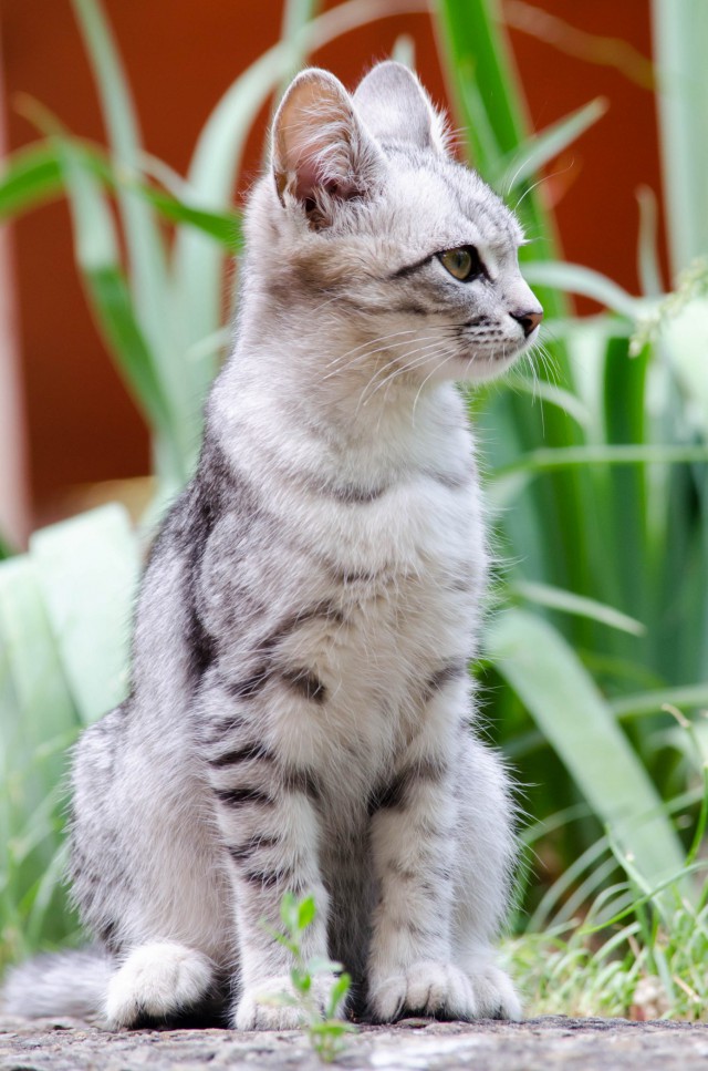 Котовторник   02.06.2015