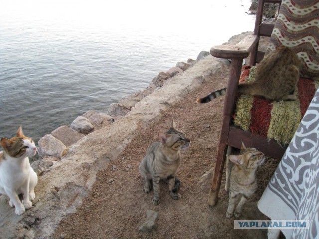 Котовторник 25.08.2015