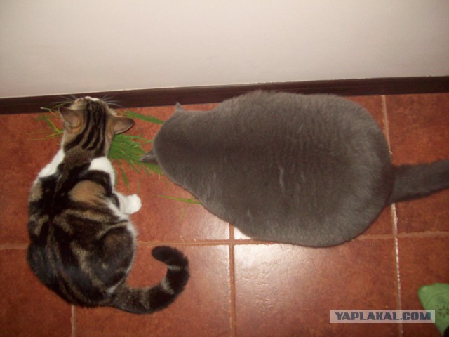 Котовторник 25.08.2015