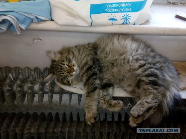 Котовторник 13.10.2015
