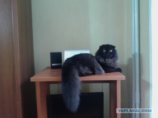 Котовторник 15.12.2015