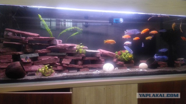 Аквариум на тонну воды