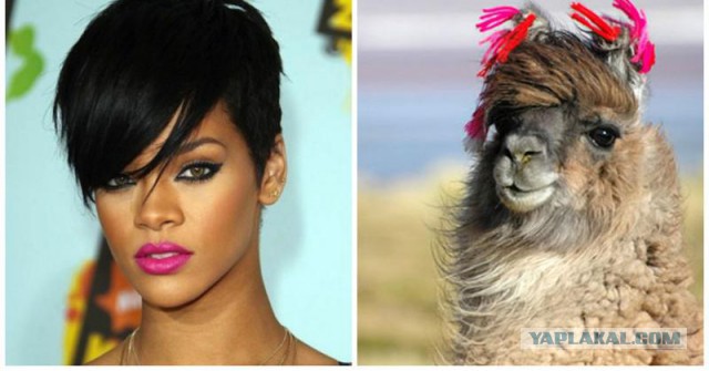 Знаменитости и их  двойники из мира животных