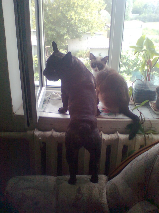 Подборка картинок 21.02.16