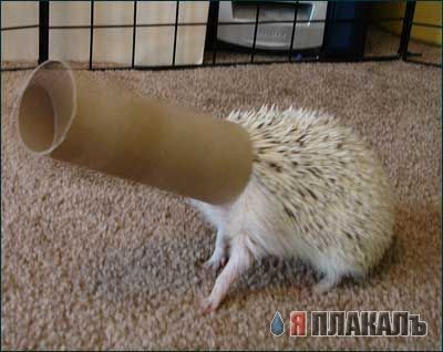 Позитив на пятницу