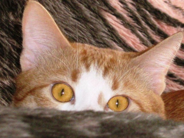 Вторничные кошаки