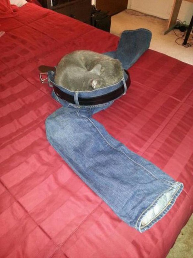 Коты из сети