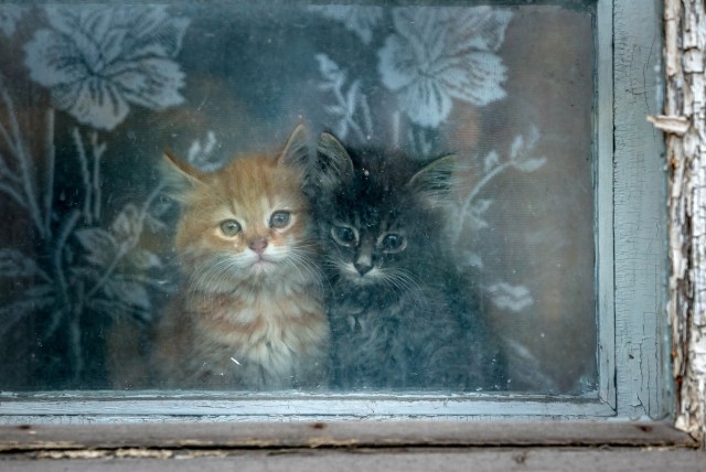 Коты из сети