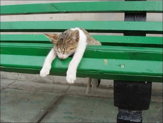 Коты из сети