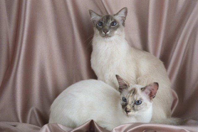 Коты из сети