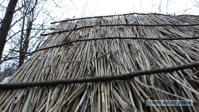 Хижина из тростника (камыша) своими руками