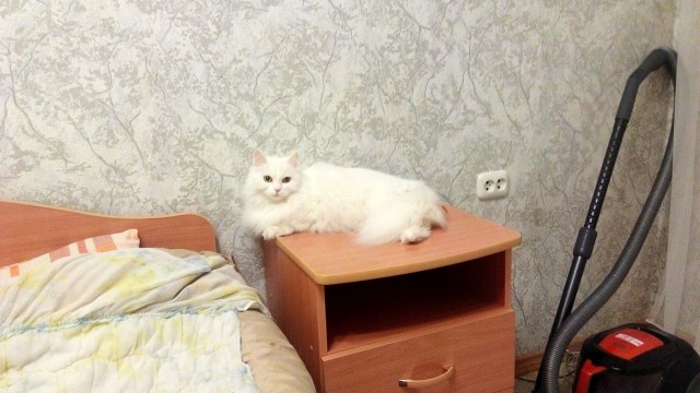 Помыла кота