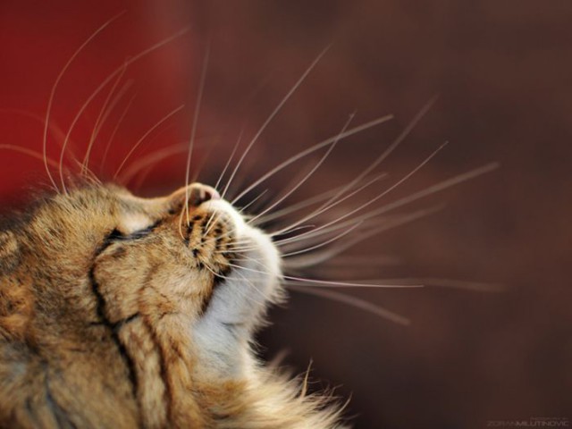 Коты и Кошки