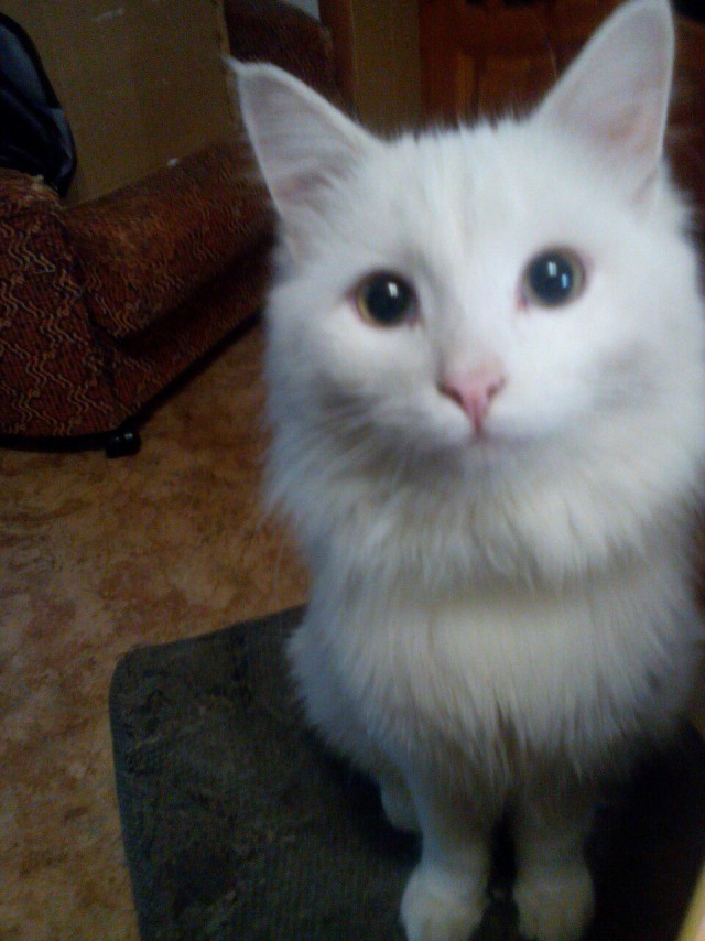 Коты и Кошки