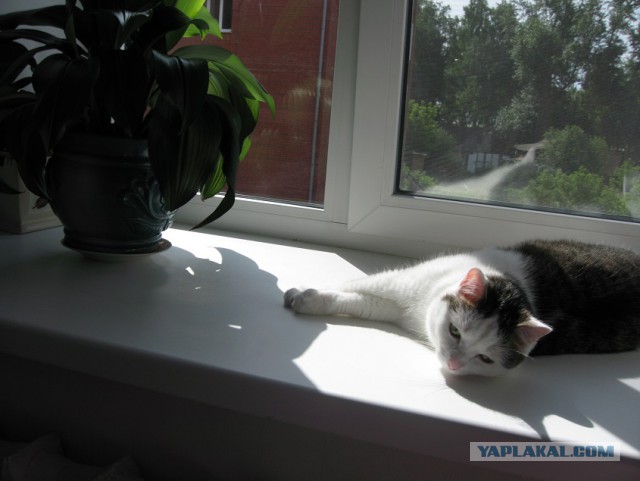 "Котовторник 26.09.2017"