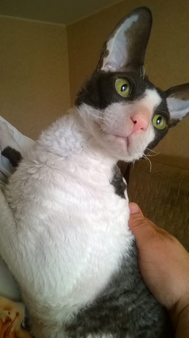 Котята моей кошки (коротенькое видео).