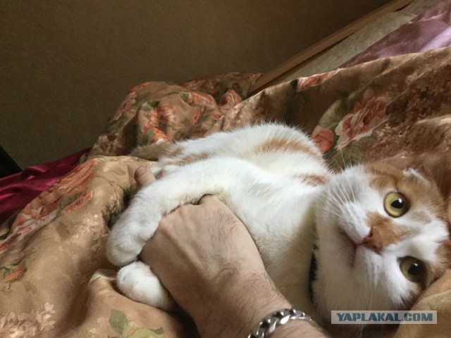 Новая жена требует выкинуть кота