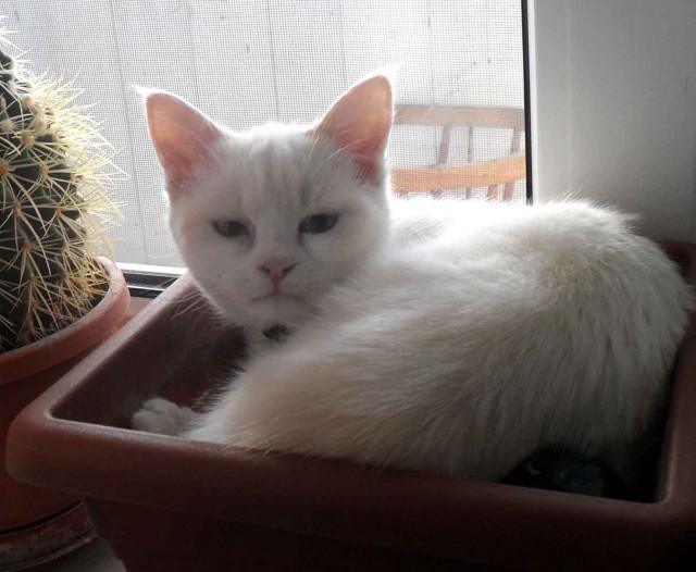 Котовторник 28.11.2017