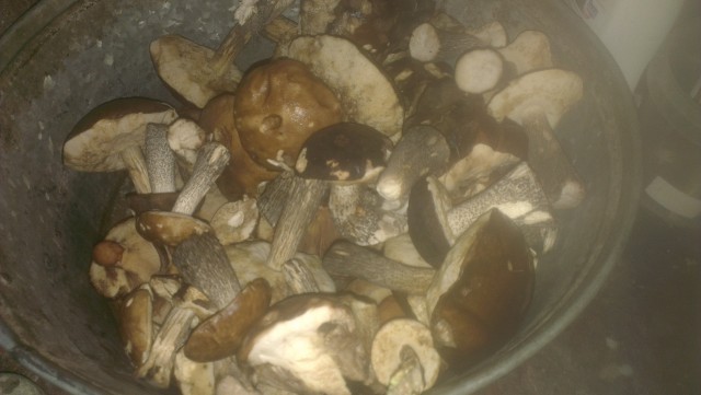 А у нас начало грибного сезона