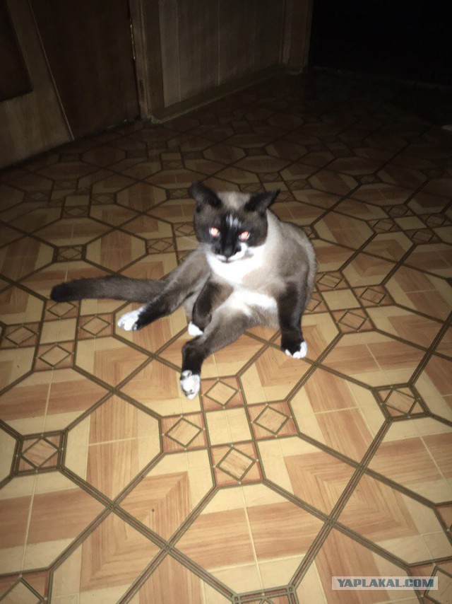 Котовторник  19.12.2017