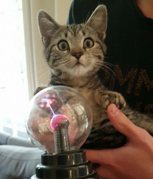Прикольных котов пост