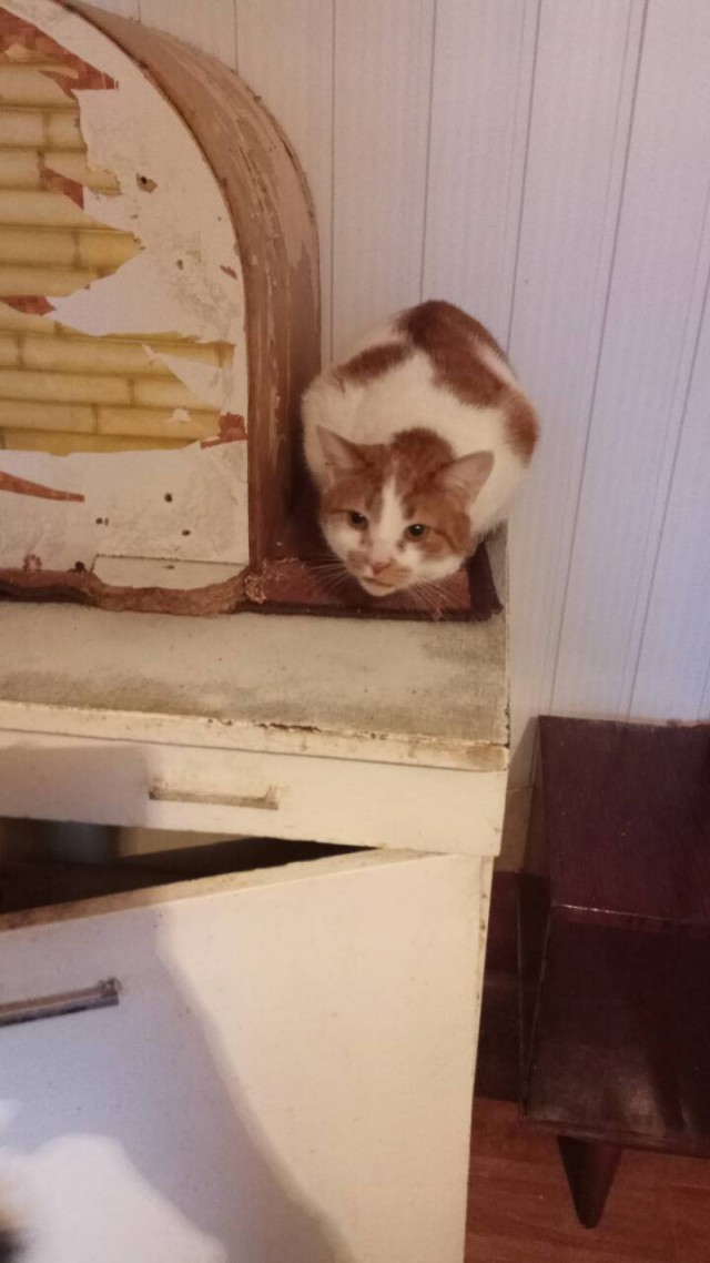 Фотобомбы котов