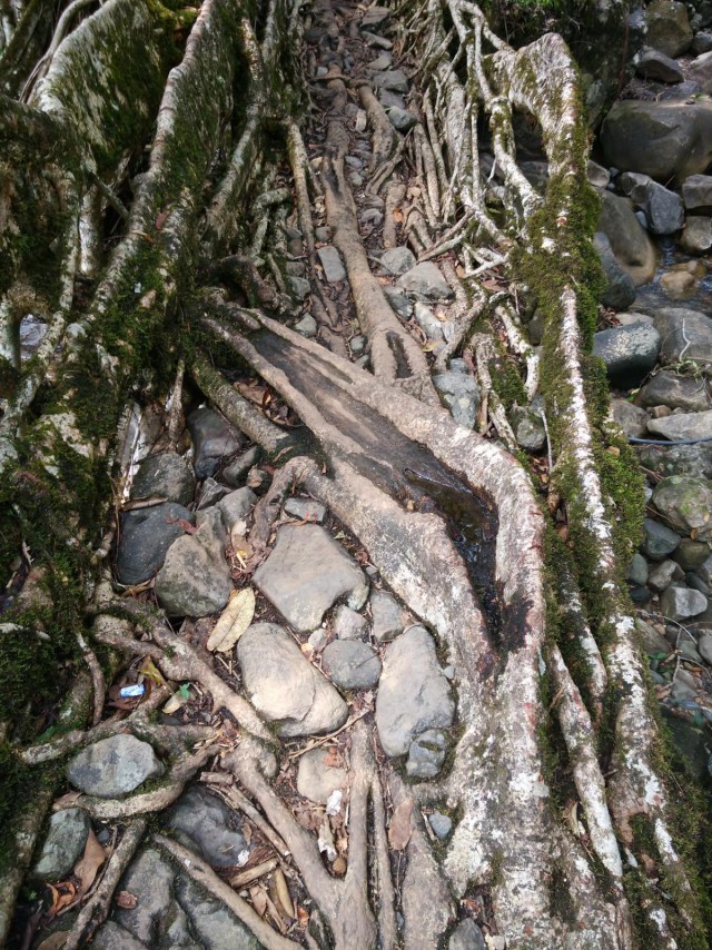 К живым мостам и обратно. Заметки из Индии