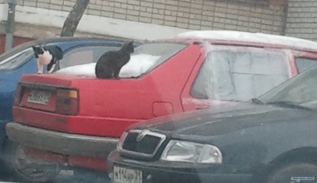 Про котов...