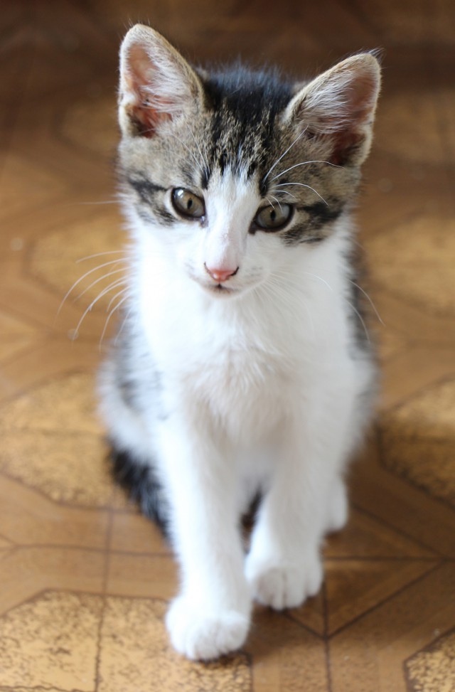 Прикольных котов пост