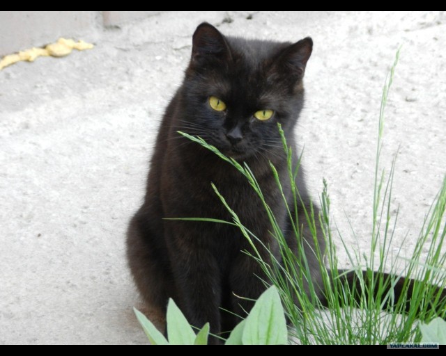 Начинаем котовторник!