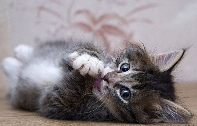 Котовторник объявляется открытым!