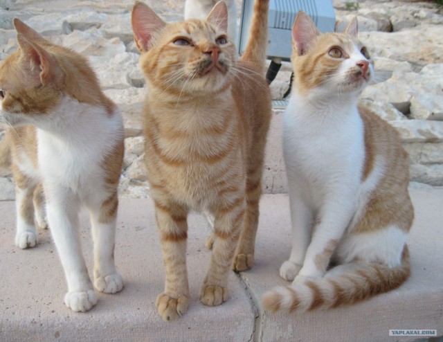Котовторник! 08.11.11