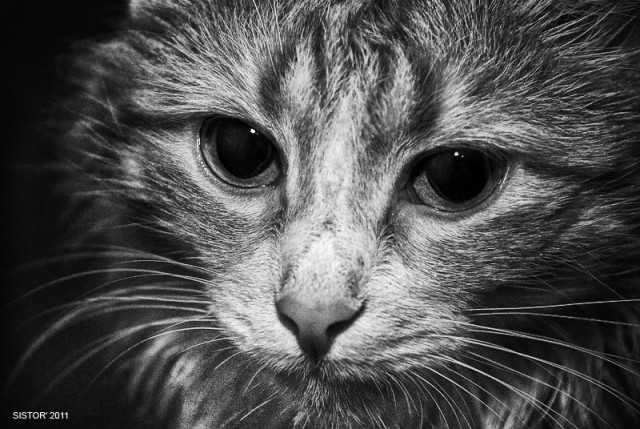 Котовторник 13.12.11 - магическе числа