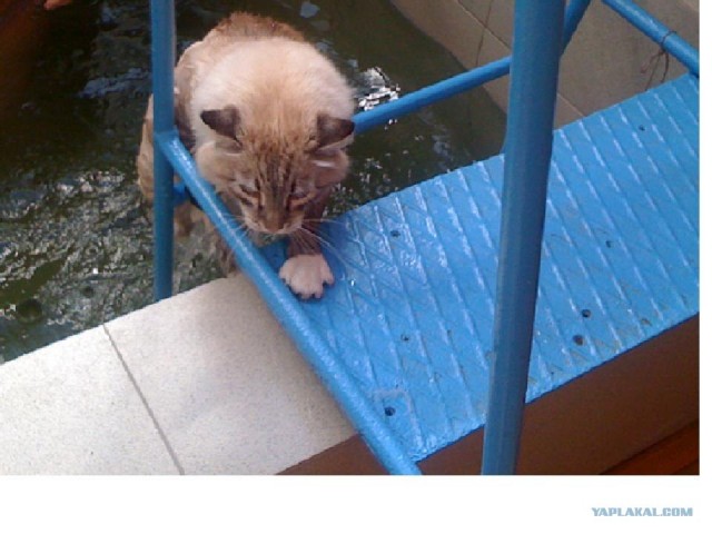 Котовторник 17.04.2012