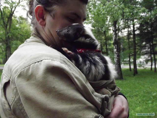Скунс дома