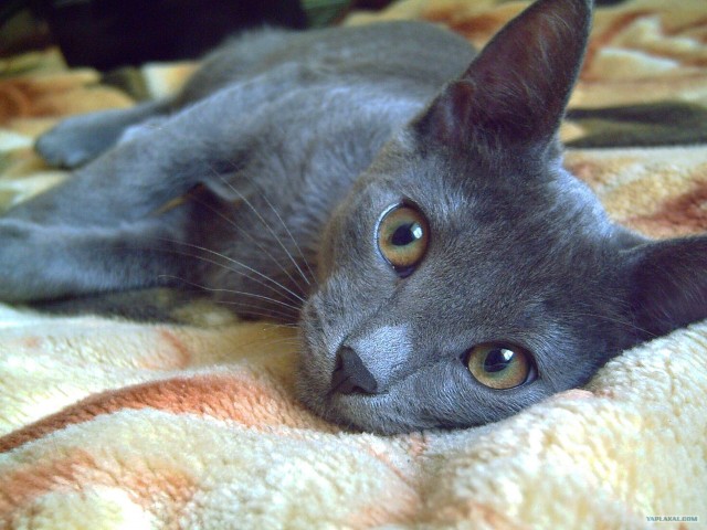 Котовторник  28.08.12