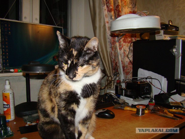 Котовторник 19.02.2019